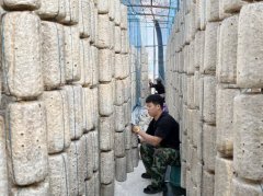 由武拆护林队、护林、丛林、武拆丛林、丛林部